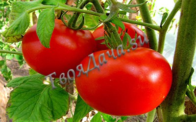 Выращиваем помидоры в теплице